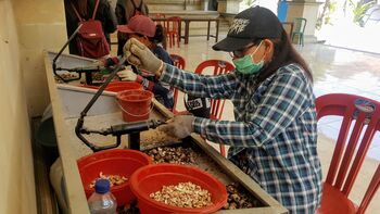 Sejumlah ibu rumah tangga mengupas kulit kacang mete dengan alat khusus di Balai Desa Tembok yang dikelola BUMDes Giri Artha Desa Tembok.