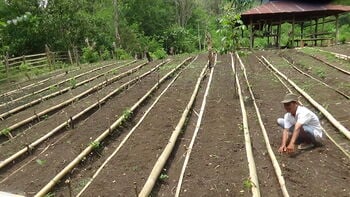 Lahan baru porang di Desa Rana Kulan, Kecamatan Elar, Kabupaten Manggarai Timur.