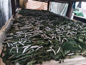 Ulat sutra dewasa yang siap mengokon dan telah melalui instar 5. Lokasi, Desa Pising (13/9/2020)