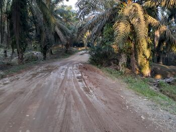 Akses utama menuju Jorong Bukit Jaya dan Bukit Tujuh, Nagari Ranah Palabi, Kecamatan Timpeh, Kabupaten Dharmasraya (15/2/2021).