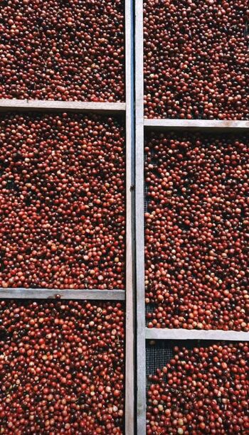 Proses penjemuran kopi yang dilakukan oleh komunitas Japan Kolektifa, di Desa Japan, Dawe, Kudus (11/5/2021)