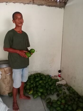 Rifa'i, pengepul alpukat dari Desa Kajar, Kecamatan Dawe (19/3) menunjukkan alpukat hasil sistem tebas dari masyarakat.