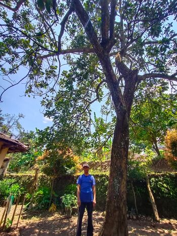 Karjan, Petani alpukat Desa Kajar, Kecamatan Dawe (19/3), menunjukkan pohon alpukat miliknya yang pada 2020 lalu menghasilkan sekitar 8 kuintal alpukat, dengan dihargai 22 juta.